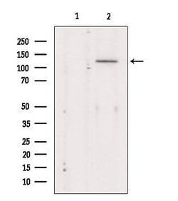 Invitrogen KCNMA1 Polyclonal Antibody 100 &mu;L; Unconjugated:Antibodies,
