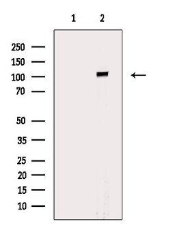 Invitrogen OCRL Polyclonal Antibody 100 &mu;L; Unconjugated:Antibodies,