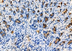 Invitrogen Pepsin A Polyclonal Antibody 100 &mu;L; Unconjugated:Antibodies,