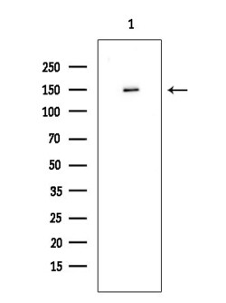 SGK223 Polyclonal Antibody:Antibodies, Polyclonal