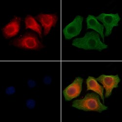 SLC26A5 Polyclonal Antibody:Antibodies, Polyclonal