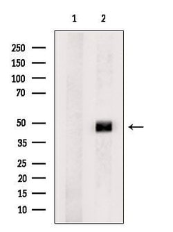 Invitrogen RBMS3 Polyclonal Antibody 100 &mu;L | Buy Online | Invitrogen&trade; | Fisher Scientific
