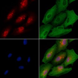 Invitrogen RFC3 Polyclonal Antibody 100 &mu;L; Unconjugated:Antibodies,