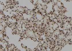 Invitrogen RFC3 Polyclonal Antibody 100 &mu;L; Unconjugated:Antibodies,