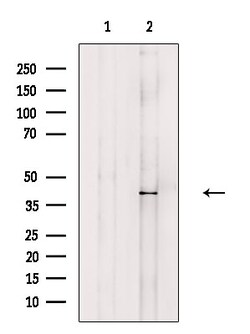 Invitrogen RFC3 Polyclonal Antibody 100 &mu;L; Unconjugated:Antibodies,