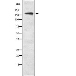 Invitrogen PHLPP1 Polyclonal Antibody 100 &mu;L | Buy Online | Invitrogen&trade; | Fisher Scientific