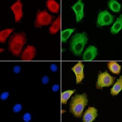 Invitrogen™ SEMA3C Polyclonal Antibody