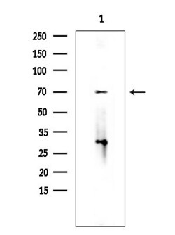 Invitrogen SEMA3C Polyclonal Antibody 100 &mu;L; Unconjugated:Antibodies,