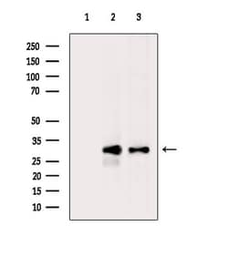 Invitrogen PRSS3 Polyclonal Antibody 100 &mu;L; Unconjugated:Antibodies,