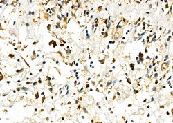 Invitrogen UCP2 Polyclonal Antibody 100 &mu;L; Unconjugated:Antibodies,