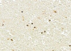 Invitrogen UCP2 Polyclonal Antibody 100 &mu;L; Unconjugated:Antibodies,
