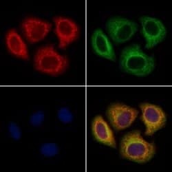 Invitrogen UGT8 Polyclonal Antibody 100 &mu;L; Unconjugated:Antibodies,
