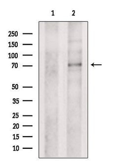 Invitrogen UGT8 Polyclonal Antibody 100 &mu;L; Unconjugated:Antibodies,