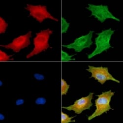Invitrogen VAMP1/VAMP2/VAMP3 Polyclonal Antibody 100 &mu;L; Unconjugated:Antibodies,