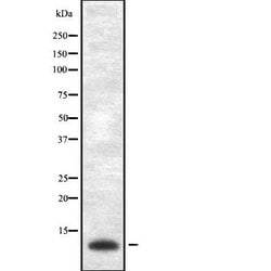 Invitrogen VAMP1/VAMP2/VAMP3 Polyclonal Antibody 100 &mu;L; Unconjugated:Antibodies,