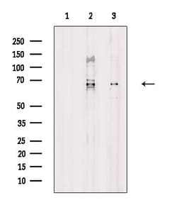 Invitrogen Cdc23 Polyclonal Antibody 100 &mu;L | Buy Online | Invitrogen&trade; | Fisher Scientific