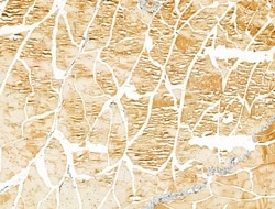 Invitrogen CARD10 Polyclonal Antibody 100 &mu;L; Unconjugated:Antibodies,