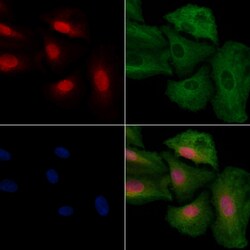 Invitrogen CLK4 Polyclonal Antibody 100 &mu;L; Unconjugated:Antibodies,
