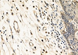 Invitrogen CLK4 Polyclonal Antibody 100 &mu;L; Unconjugated:Antibodies,