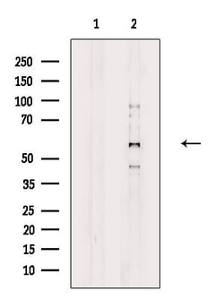 Invitrogen CLK4 Polyclonal Antibody 100 &mu;L; Unconjugated:Antibodies,