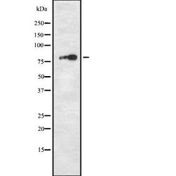 Invitrogen TPX2 Polyclonal Antibody 100 &mu;L; Unconjugated:Antibodies,