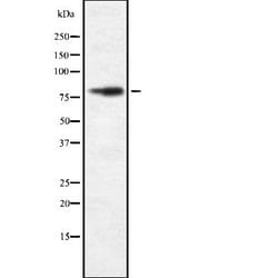 Invitrogen FASTKD2 Polyclonal Antibody 100 &mu;L; Unconjugated:Antibodies,