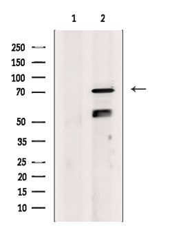 Invitrogen GAS6 Polyclonal Antibody 100 &mu;L; Unconjugated:Antibodies,