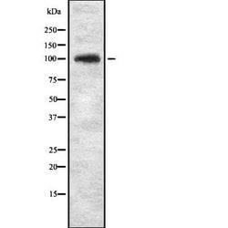 Invitrogen KIF20A Polyclonal Antibody 100 &mu;L; Unconjugated:Antibodies,
