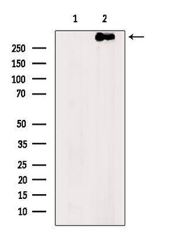 Invitrogen NF1 Polyclonal Antibody 100 &mu;L; Unconjugated:Antibodies,