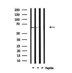 Invitrogen NOX1 Polyclonal Antibody 100 &mu;L; Unconjugated:Antibodies,