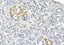 Invitrogen OR10K1/OR10K2 Polyclonal Antibody 100 &mu;L; Unconjugated:Antibodies,