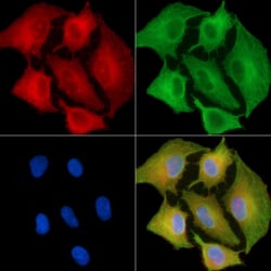 Invitrogen Olfr417 Polyclonal Antibody 100 &mu;L; Unconjugated:Antibodies,