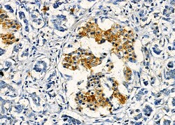 Invitrogen Olfr417 Polyclonal Antibody 100 &mu;L; Unconjugated:Antibodies,