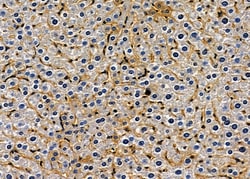 Invitrogen Olfr417 Polyclonal Antibody 100 &mu;L; Unconjugated:Antibodies,