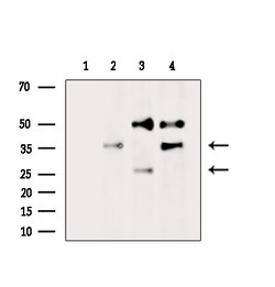 Invitrogen Olfr417 Polyclonal Antibody 100 &mu;L; Unconjugated:Antibodies,
