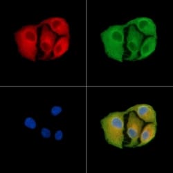 Invitrogen OR13C2/OR13C9 Polyclonal Antibody 100 &mu;L; Unconjugated:Antibodies,