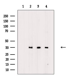 Invitrogen OR2A5/OR2A14 Polyclonal Antibody 100 &mu;L; Unconjugated:Antibodies,