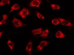 OR3A2/OR3A3 Polyclonal Antibody, Invitrogen 100 &mu;L; Unconjugated:Antibodies,