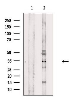 OR3A2/OR3A3 Polyclonal Antibody, Invitrogen 100 &mu;L; Unconjugated:Antibodies,