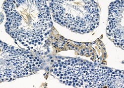 Invitrogen OR4C12 Polyclonal Antibody 100 &mu;L; Unconjugated:Antibodies,