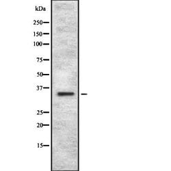 Invitrogen OR4C12 Polyclonal Antibody 100 &mu;L; Unconjugated:Antibodies,
