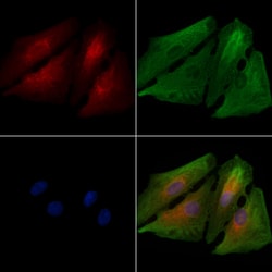 Invitrogen OR5H1 Polyclonal Antibody 100 &mu;L; Unconjugated:Antibodies,