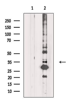 Invitrogen OR5H1 Polyclonal Antibody 100 &mu;L; Unconjugated:Antibodies,