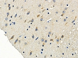 Invitrogen OR5H6 Polyclonal Antibody 100 &mu;L; Unconjugated:Antibodies,