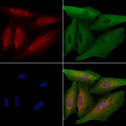 Invitrogen OR5M3 Polyclonal Antibody 100 &mu;L; Unconjugated:Antibodies,