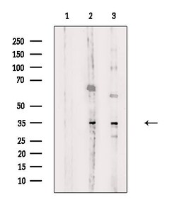 Invitrogen OR5M3 Polyclonal Antibody 100 &mu;L; Unconjugated:Antibodies,