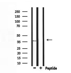 Invitrogen OR5V1 Polyclonal Antibody 100 &mu;L; Unconjugated:Antibodies,