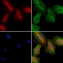 Invitrogen OR7C2 Polyclonal Antibody 100 &mu;L; Unconjugated:Antibodies,