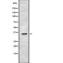 Invitrogen OR7C2 Polyclonal Antibody 100 &mu;L; Unconjugated:Antibodies,