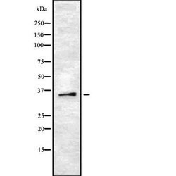 OR8B2/OR8B3 Polyclonal Antibody, Invitrogen 100 &mu;L; Unconjugated:Antibodies,